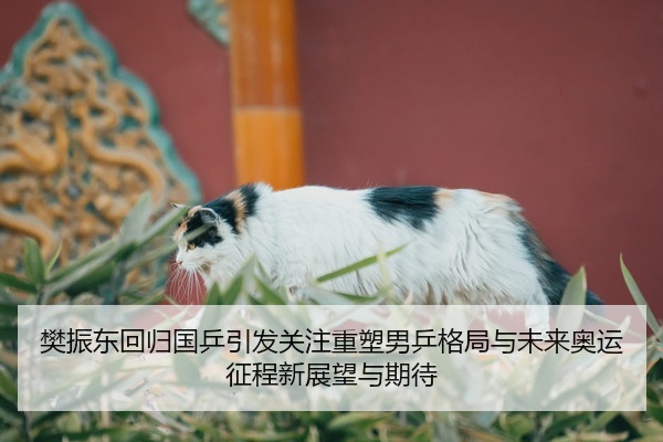 樊振东回归国乒引发关注重塑男乒格局与未来奥运征程新展望与期待